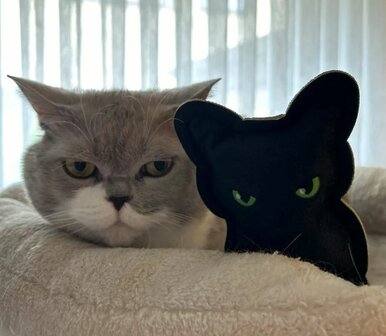 4cats Halloween zwarte kat met Valeriaan