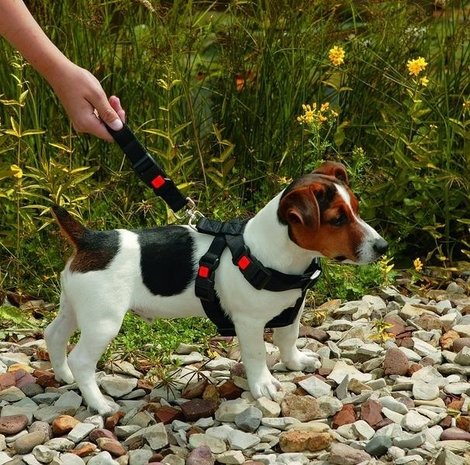 Auto-Veiligheidsharnas voor Honden S