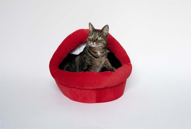 Huis Meow Mouth