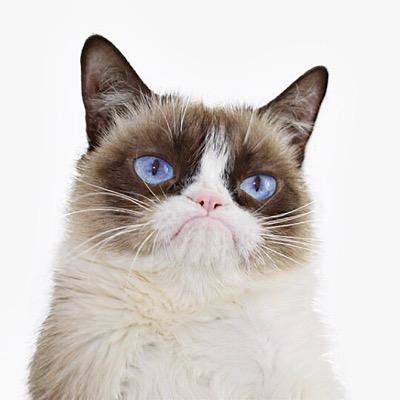 Grumpy-Cat