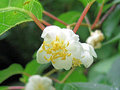 Silver-Vine-Speeltjes