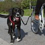 Trixie-Biker-set-Fietsbeugel-voor-honden