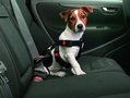 Auto-Veiligheidsharnas-voor-Honden-XS