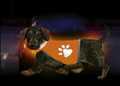 Veiligheidsvest-voor-honden-S-Oranje