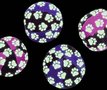 Karlie-Day&amp;Night-Speelballen-voor-de-kat-set-van-4-stuks