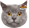PetFaces-kussen-Brits-Korthaar