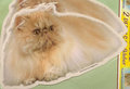 Grote-kattensticker-04-op=op