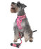 EzyDog Tuig Roze Camo, diverse maten_1